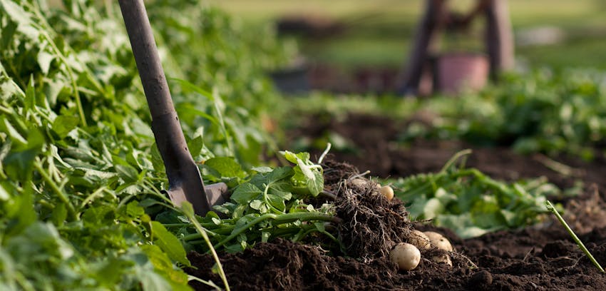 What is organic food? - Organic potato farming