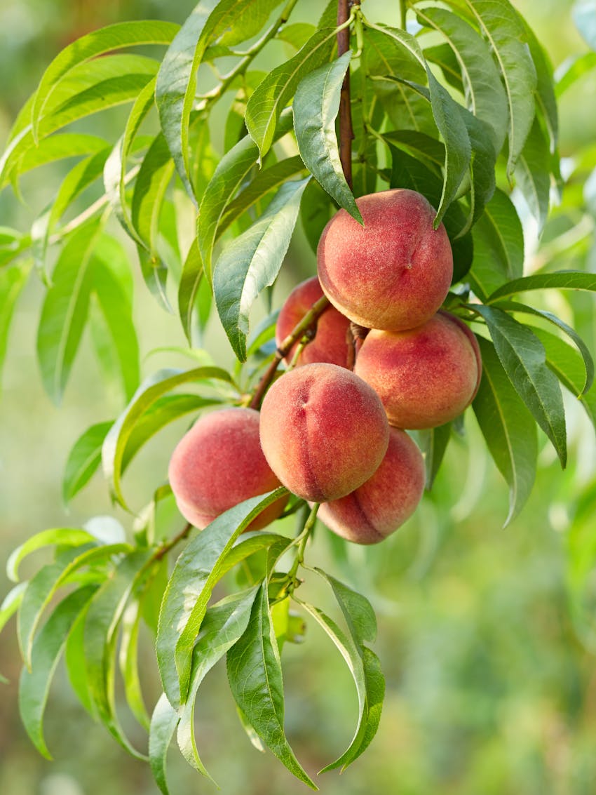 What is organic food? - Organic peaches
