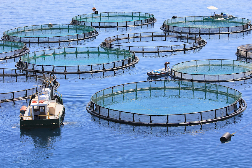 Erudus… Provides Best Aquaculture Practices (BAP) Certification