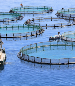 Erudus… Provides Best Aquaculture Practices (BAP) Certification