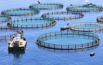 Erudus… Provides Best Aquaculture Practices (BAP) Certification Erudus… Provides Best Aquaculture Practices (BAP) Certification