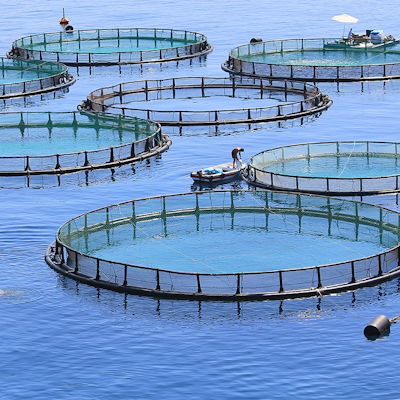 Erudus… Provides Best Aquaculture Practices (BAP) Certification