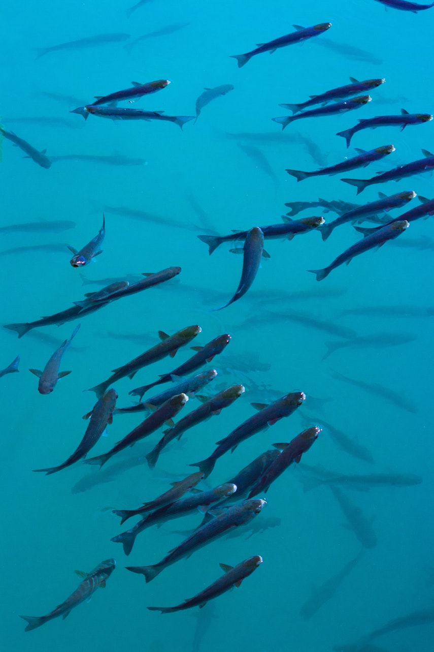 Erudus provides Best Aquaculture Practices certification Erudus provides Best Aquaculture Practices certification