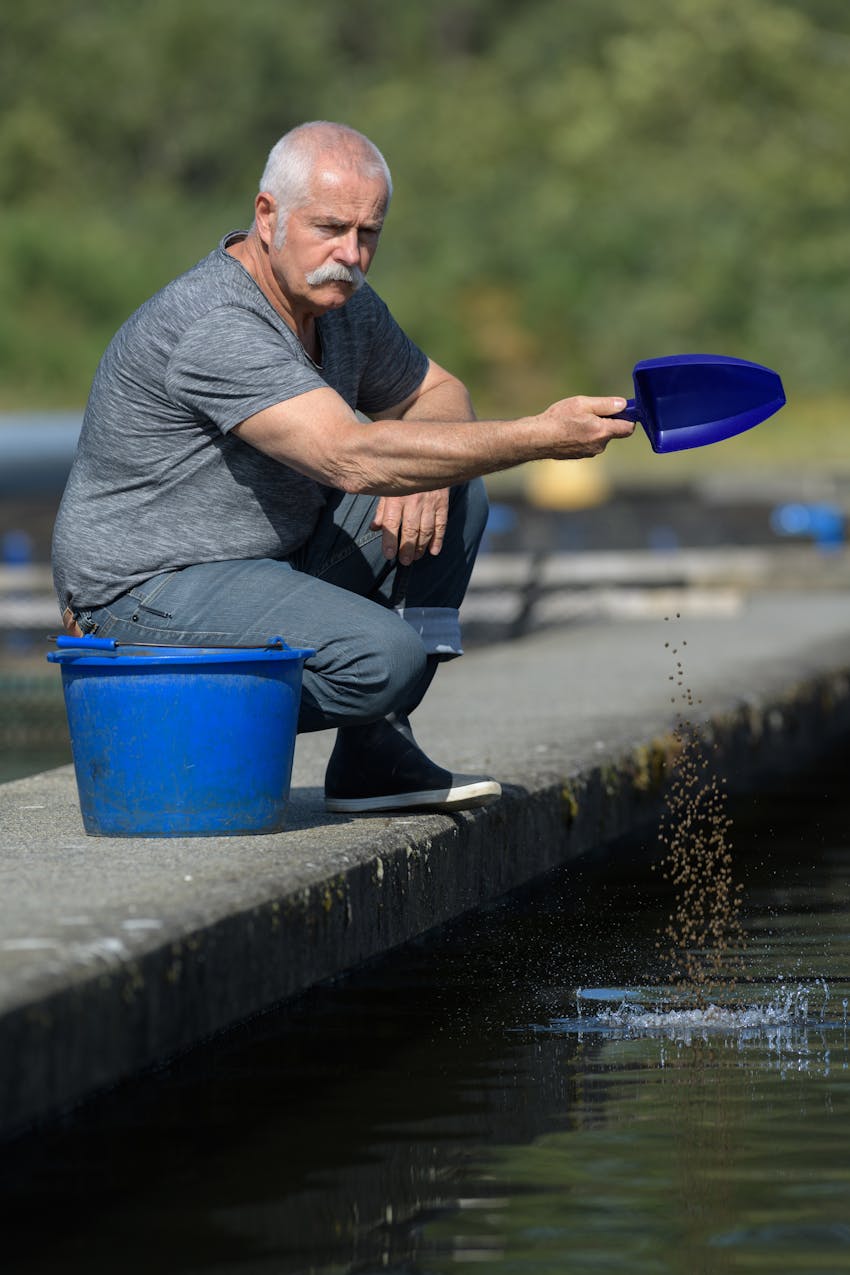 Erudus provides Best Aquaculture Practices certification - fish being fed on farm