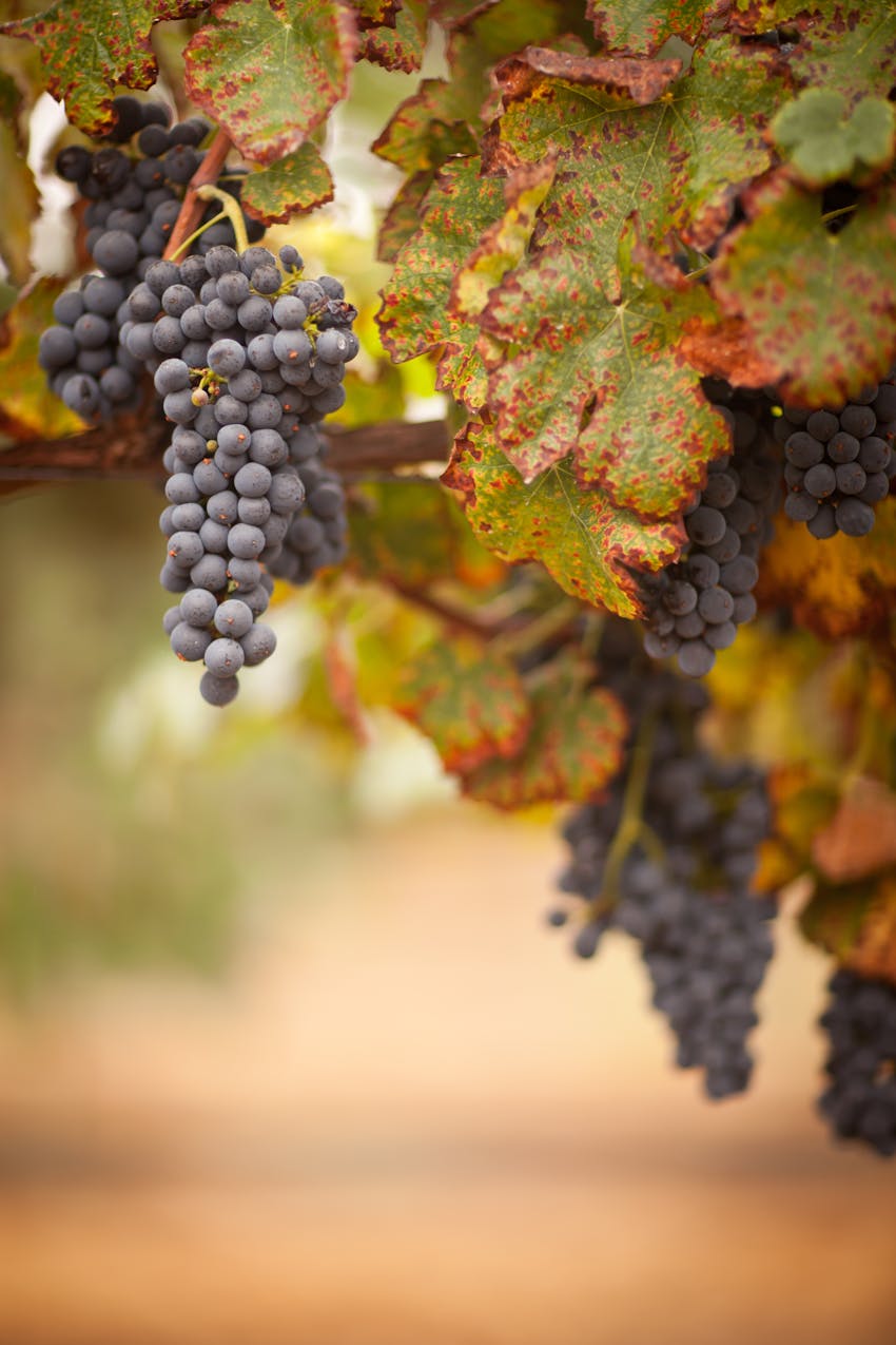 Everything you need to know about Champagne - Pinot noir grapes