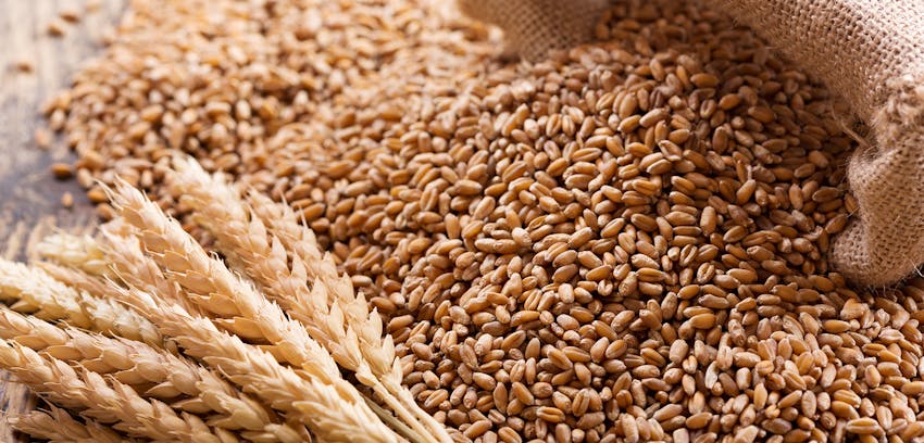 Vegans and allergies - Cereals containing Gluten