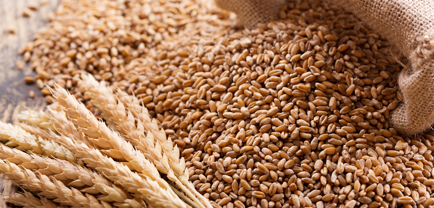 Vegans and allergies - Cereals containing Gluten Vegans and allergies - Cereals containing Gluten