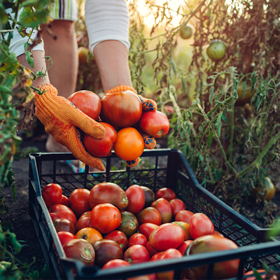 Erudus… Provides Organic Certification Erudus… Provides Organic Certification