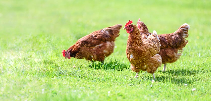 Erudus provides Organic certification - organic-reared hens