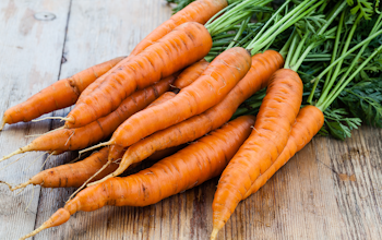 Best carrot recipes and menu ideas Best carrot recipes and menu ideas