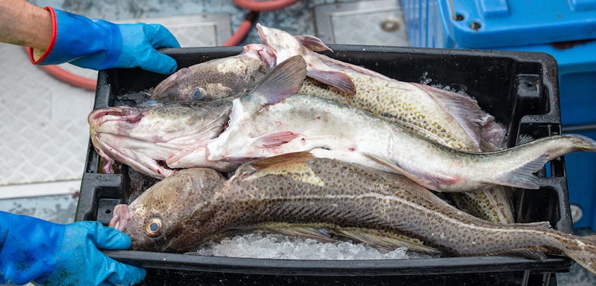 Tips for the best fish and chips - fresh caught cod for fish and chips