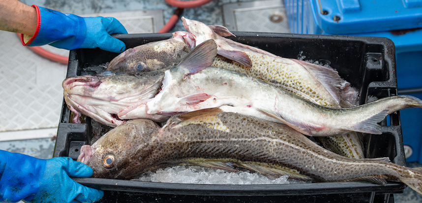 Tips for the best fish and chips - fresh caught cod for fish and chips Tips for the best fish and chips - fresh caught cod for fish and chips