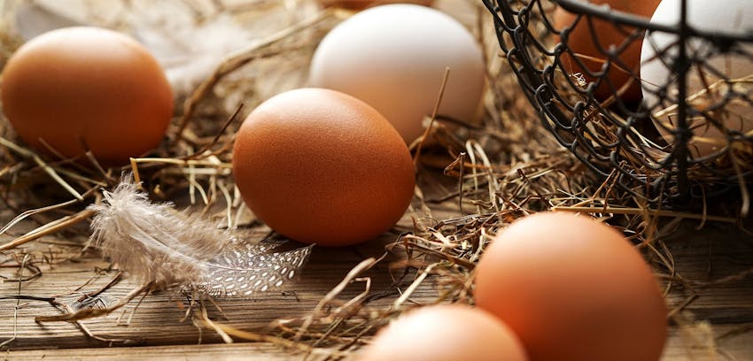 14 Allergens - What to look for on the label - Eggs