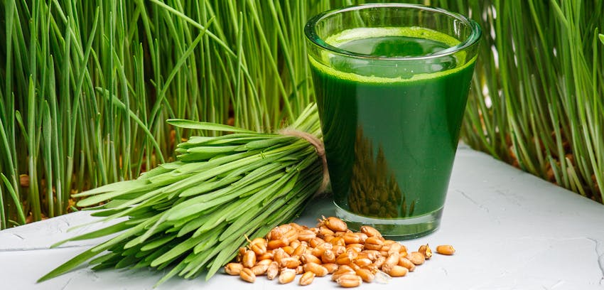 Best detox foods - wheatgrass