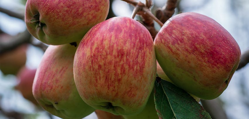 Spring fruits in the UK  -  Anna apples