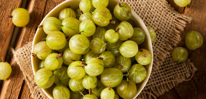 Summer seasonal foods in the UK  - gooseberries