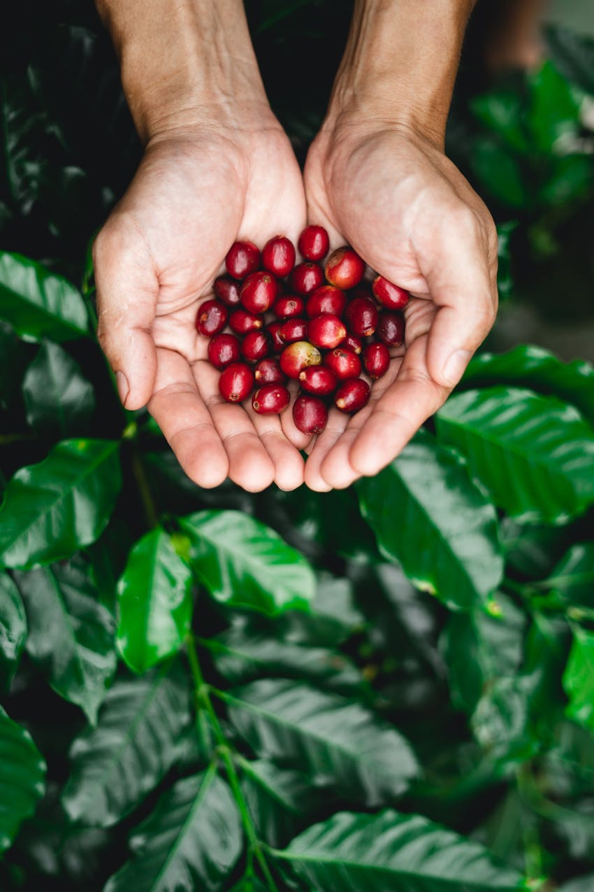 How much caffeine can you have a day? Coffee plant - a natural source of caffeine