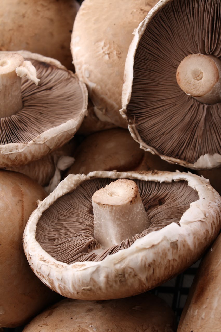 Title: Best Christmas dinner starters - portobello mushrooms