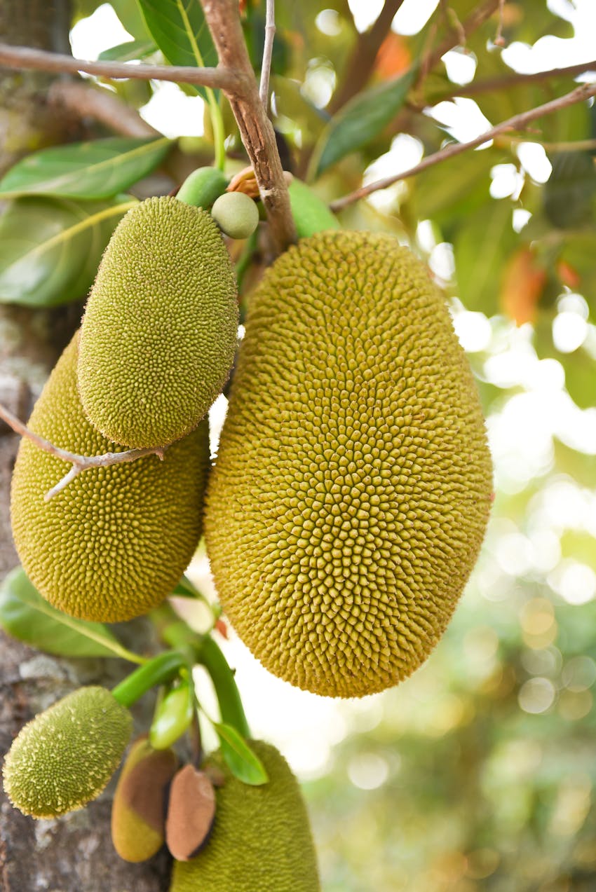 What is jackfruit? - Jackfruit growing on tree