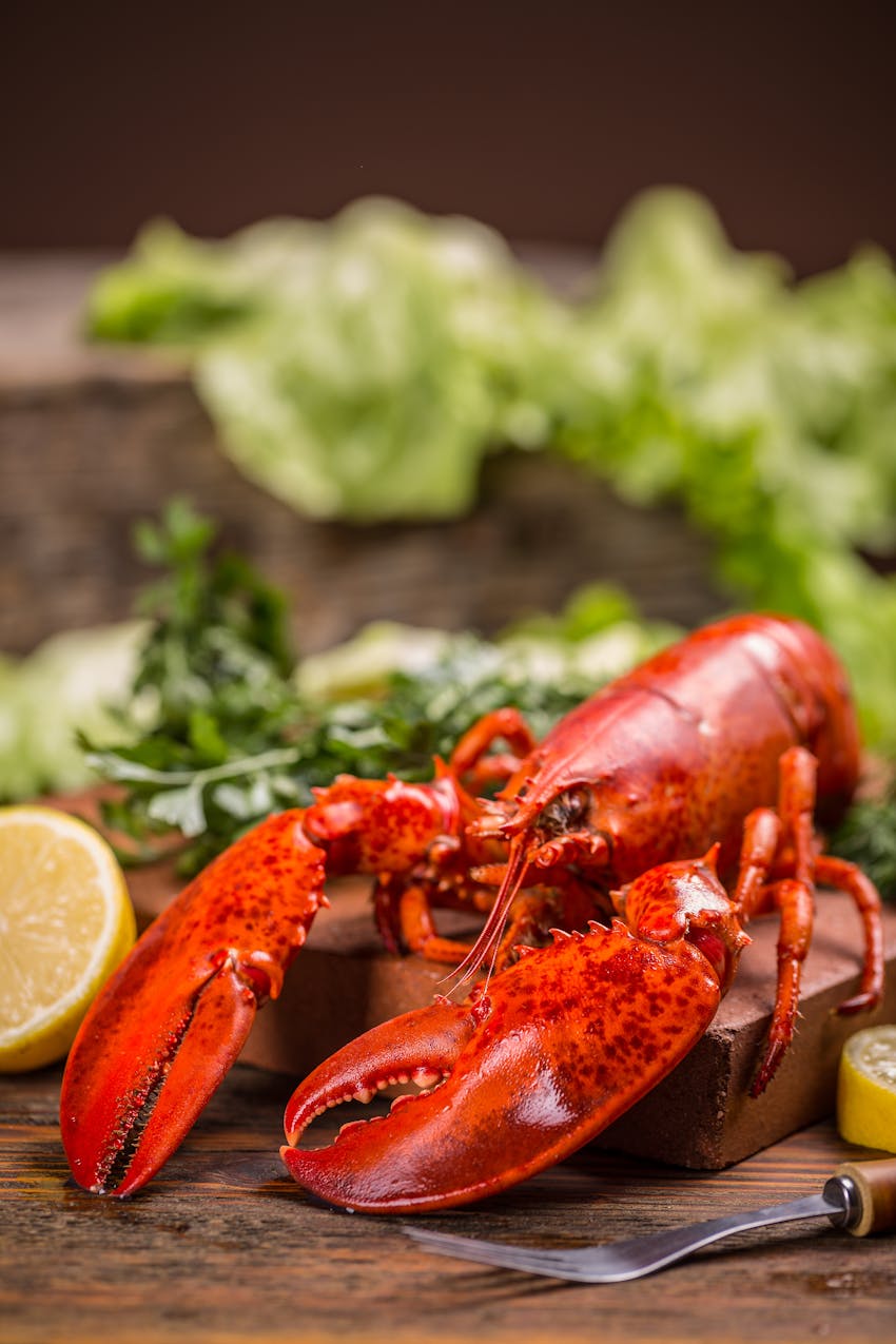Shellfish allergy guide - Lobster