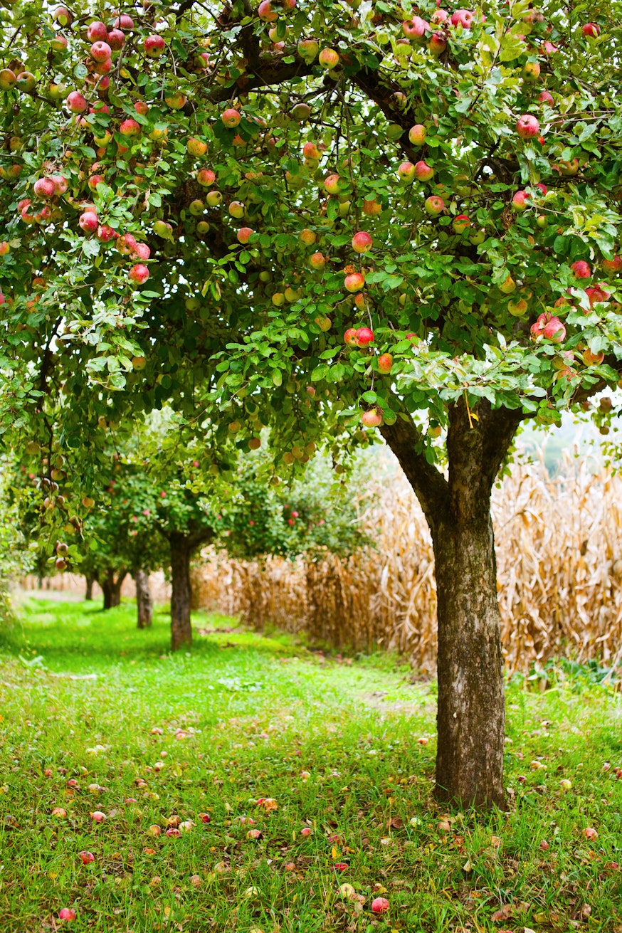 How data can transform our food future How data can transform our food future