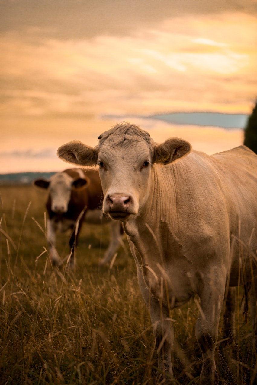 How data can transform our food future - cows