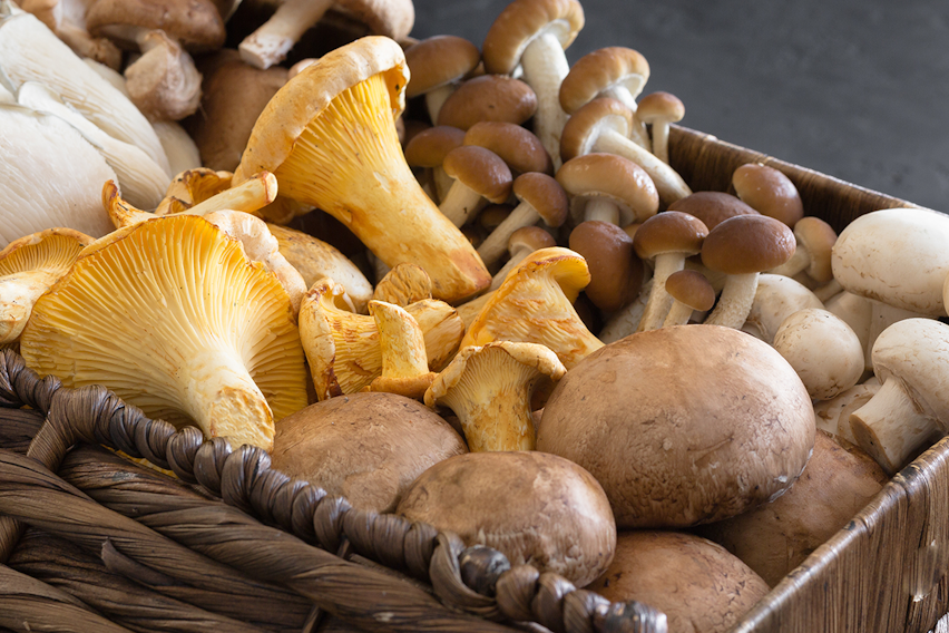 Mushroom guide Mushroom guide