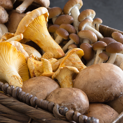 Mushroom guide Mushroom guide