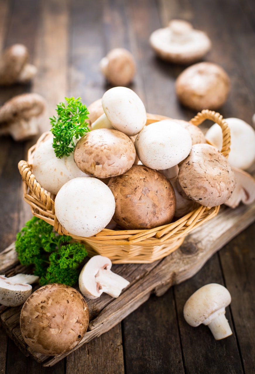 Mushroom guide - the different varieties of mushroom Mushroom guide - the different varieties of mushroom