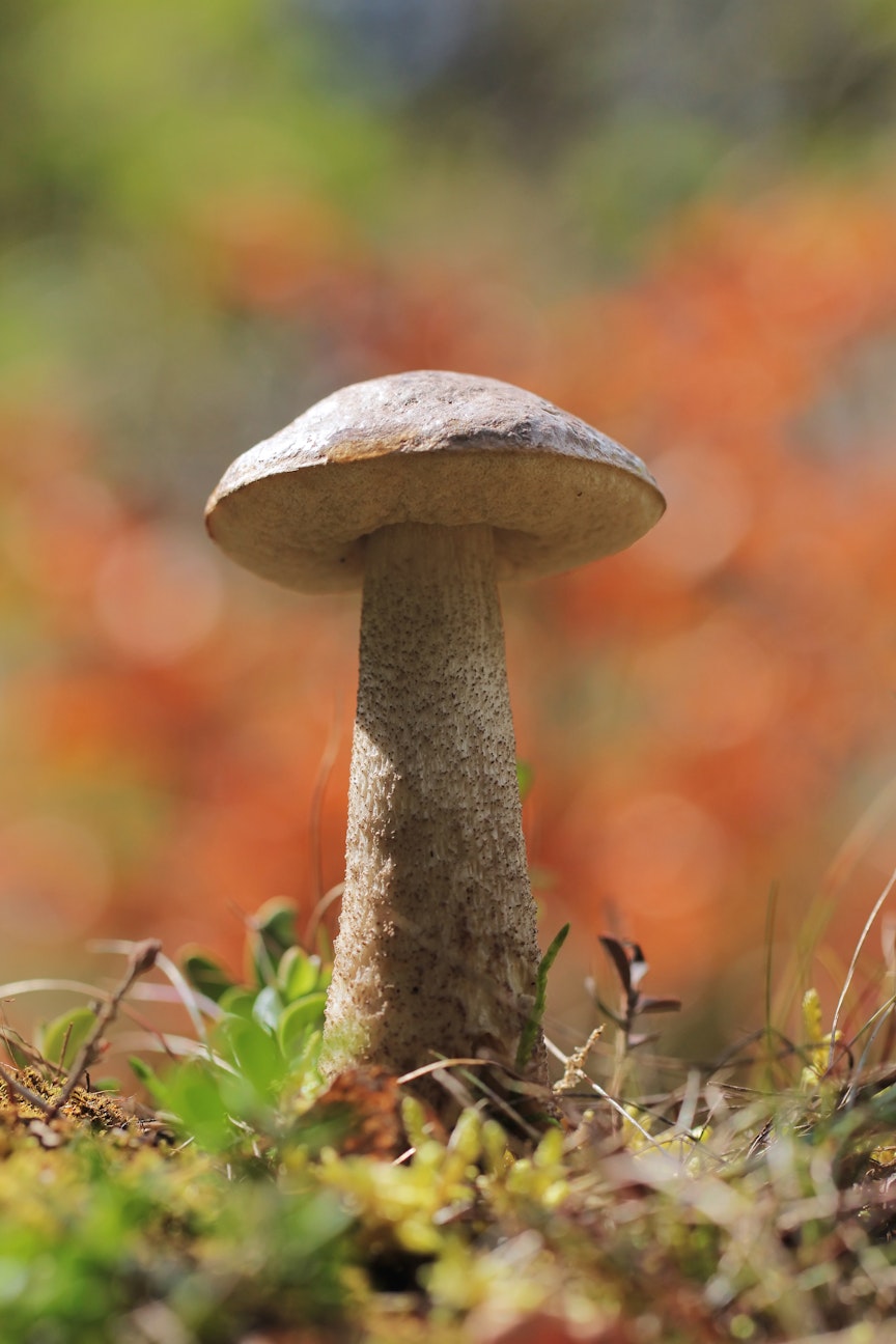 Mushroom guide - mushroom growing Mushroom guide - mushroom growing