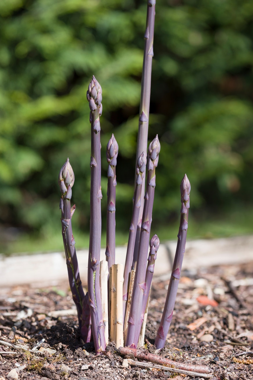 What’s the best way to cook asparagus?  Purple asparagus plant growing in the ground