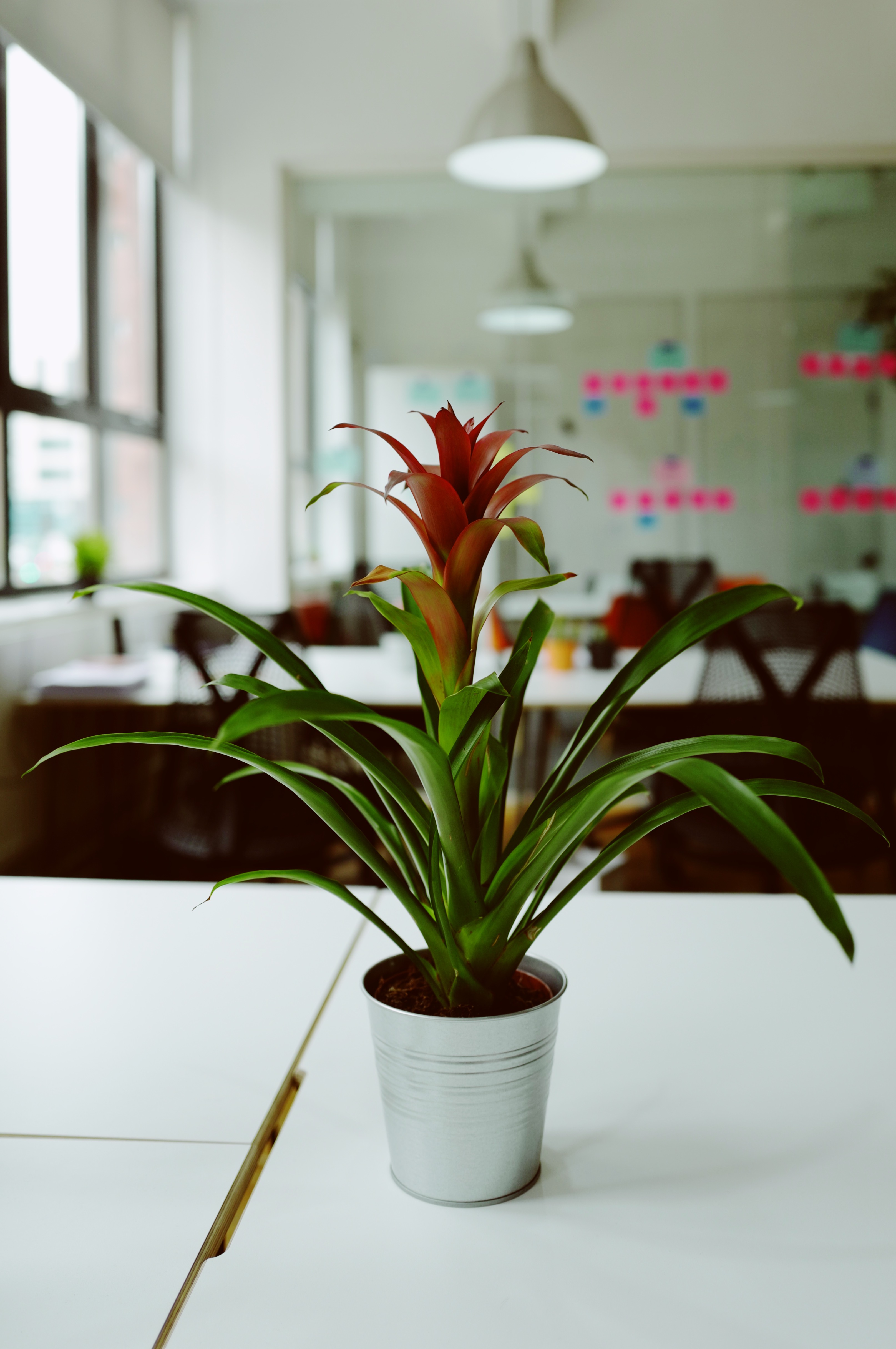 A red flower in a pot on a desk