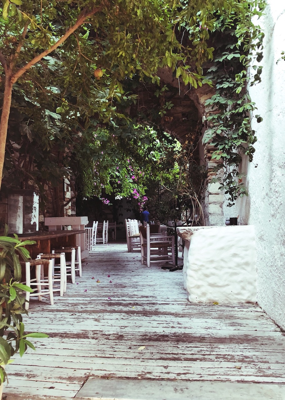 Trees on a clear pavement