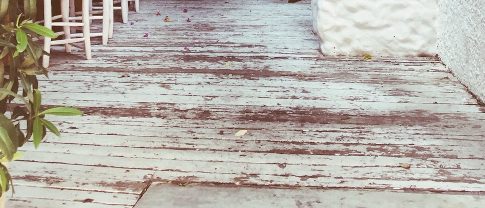 Trees on a clear pavement