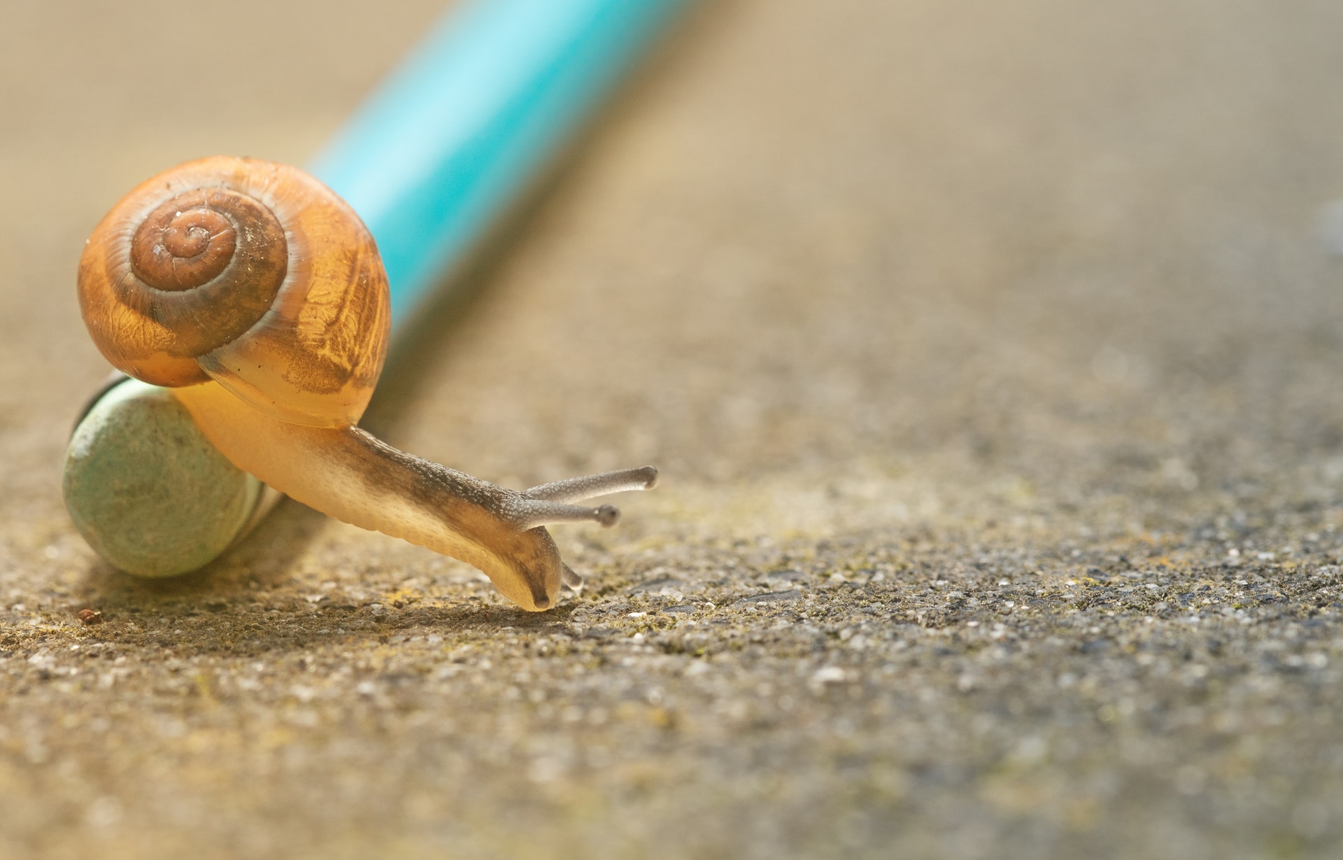 A snail on a pencil closeup