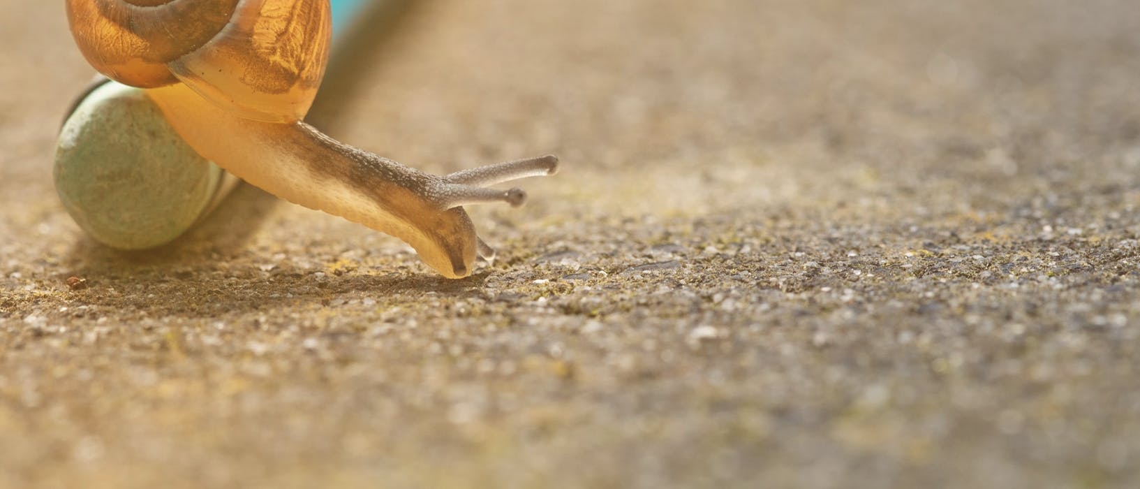 A snail on a pencil closeup