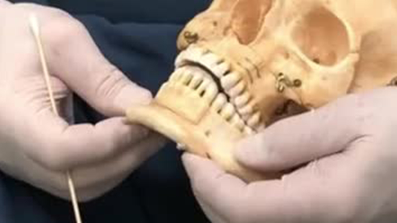 Hands Holding a Skull