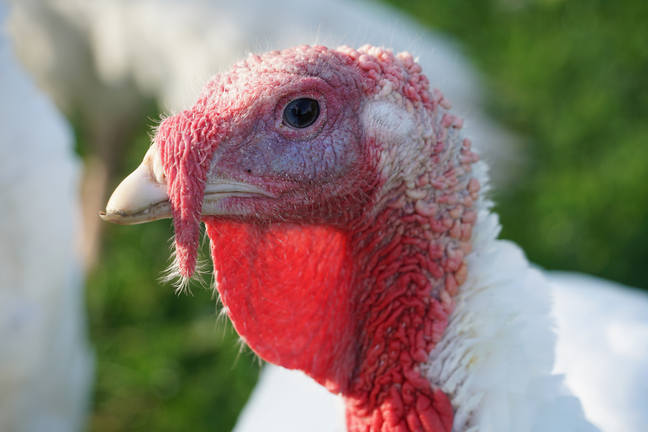 Dr. Darrick E. Antell, MD Blog | The Wattlectomy: Men Get rid of turkey neck this Thanksgiving with a Neck Lift
