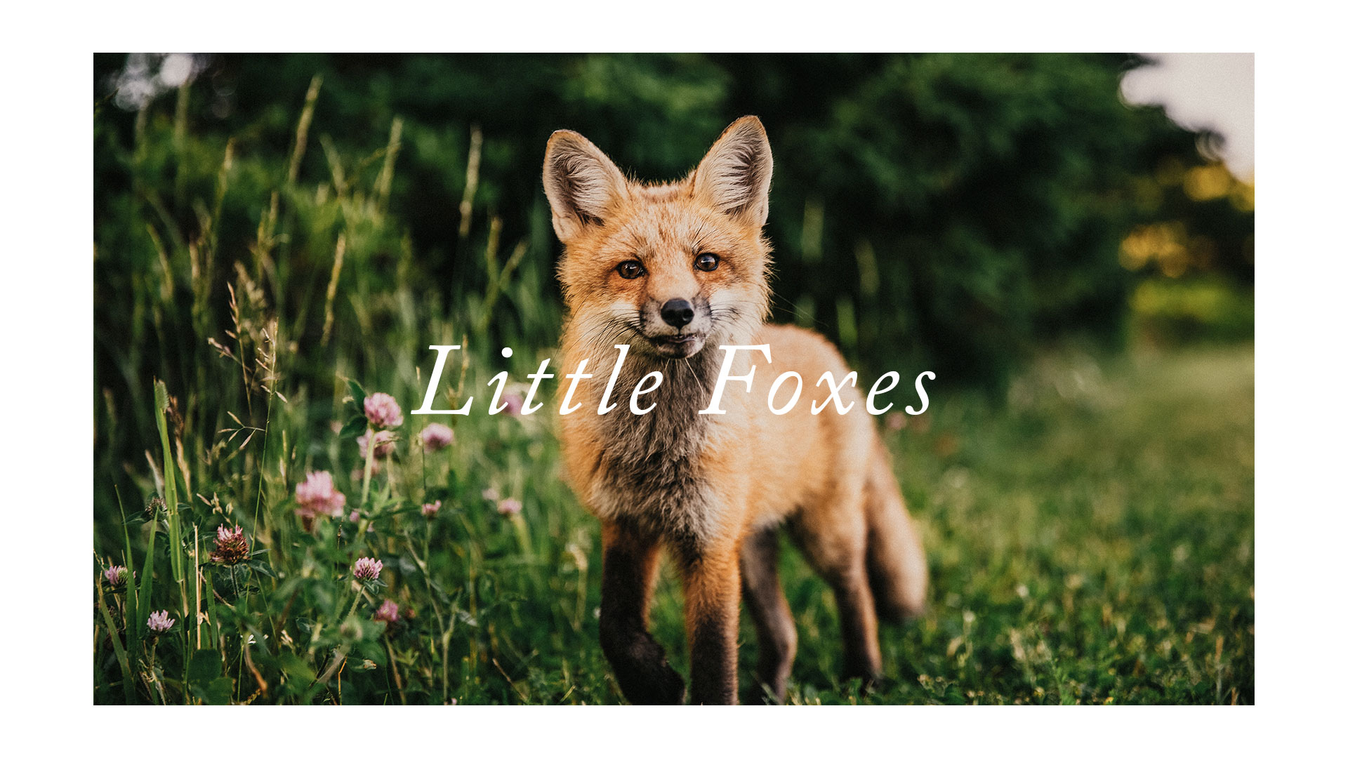 Series: Little Foxes