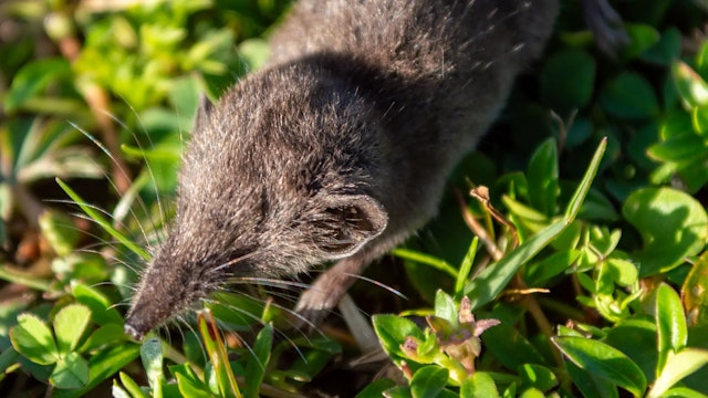 A close-up photo of a tiny Stanley's white-toothed shrew, a new species recently discovered in Ethiopia. The shrew is a muted brown, with a pointy, tapered snout and long whiskers. In classic shrew fashion, the eyes are so small they appear nonexistent. It's a very cute and good shrew.