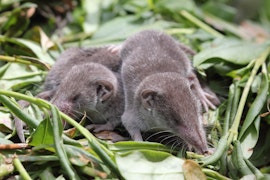 2 greater white-toothed shrews sleeping on a pile of leafy compost