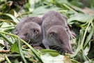 2 greater white-toothed shrews sleeping on a pile of leafy compost