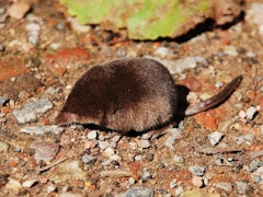 Adult pygmy shrew on the ground