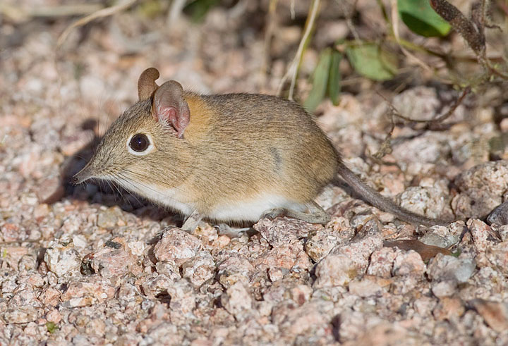 An elephant shrew at night
