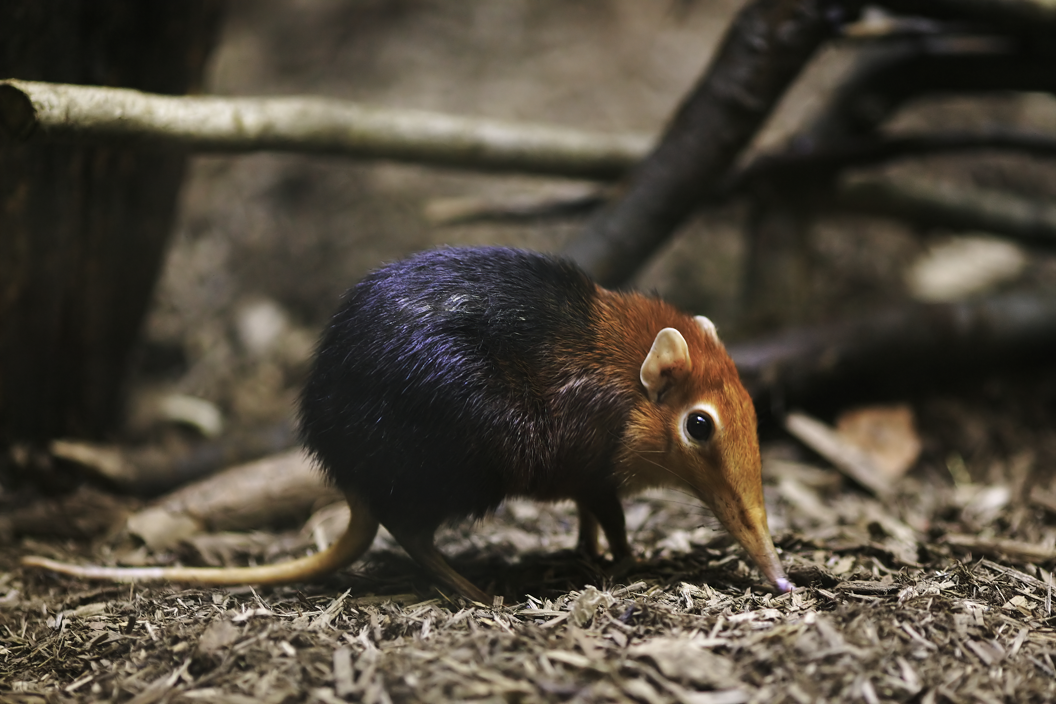 An elephant shrew with a black and rufus coat