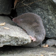 a northern short-tailed shrew peeking out from under a rock