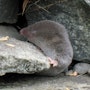 a northern short-tailed shrew peeking out from under a rock