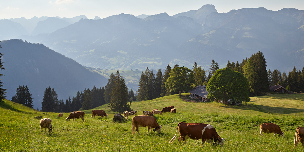 Mucce al pascolo. © IP Suisse