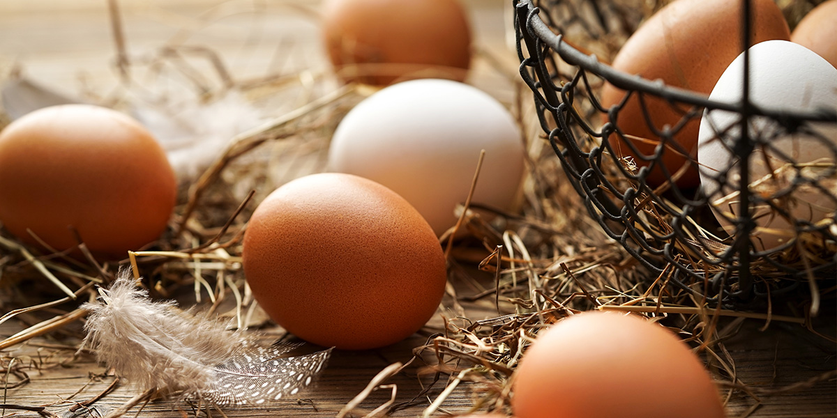 Des oeufs de couleur brune et de couleur blanche déposés à côté d'un panier