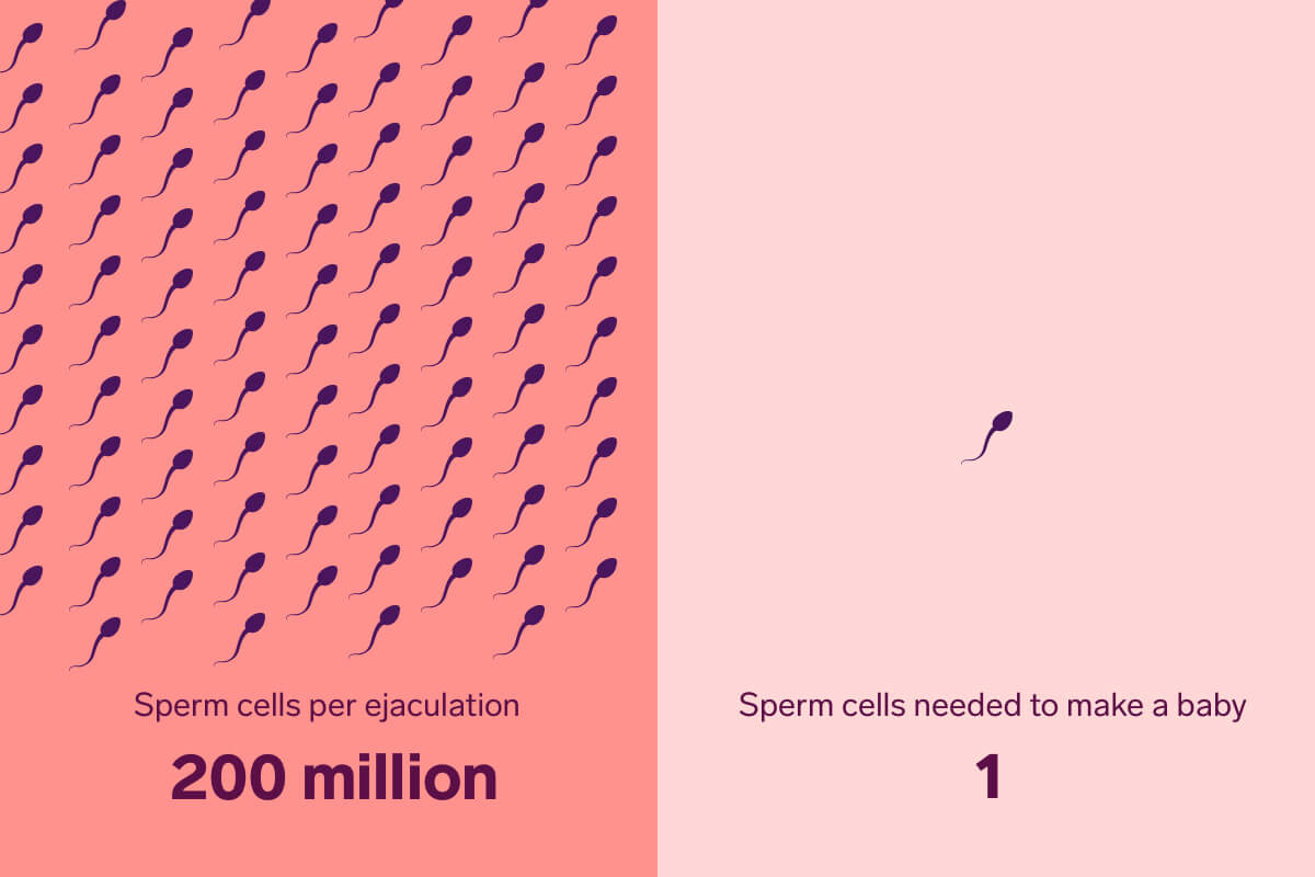 Best of How long will sperm live long sperm How live will